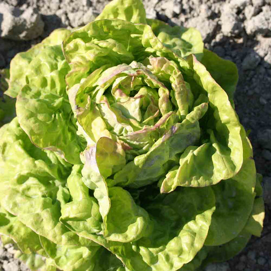 MAI-KÖNIGIN-KOPFSALAT AUS VOLLSTÄNDIGEM BODEN AB