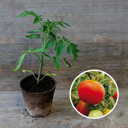 TOMATE PRECOCE DE QUIMPER PLANT AB