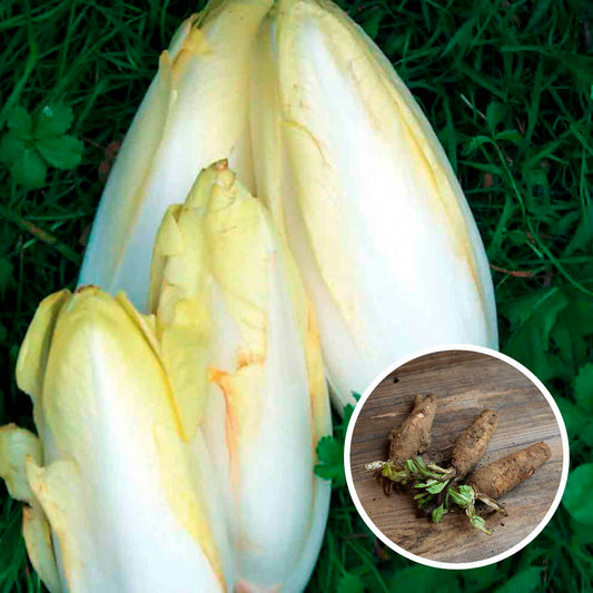 ENDIVE (Racines)