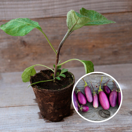 AUBERGINE VIOLETTE DE TOULOUSE PLANT AB