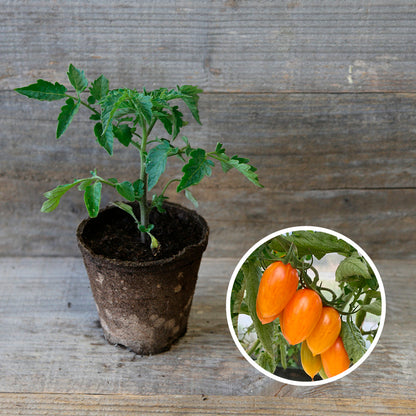 TOMATE CERISE BLUSH TIGER PLANT AB