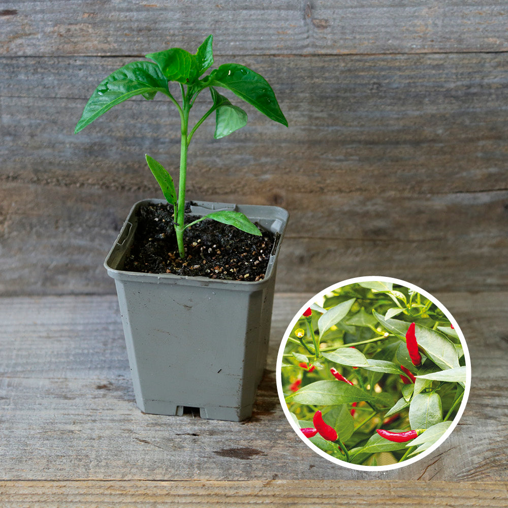 PIMENT SUCETTE DE PROVENCE PLANT AB