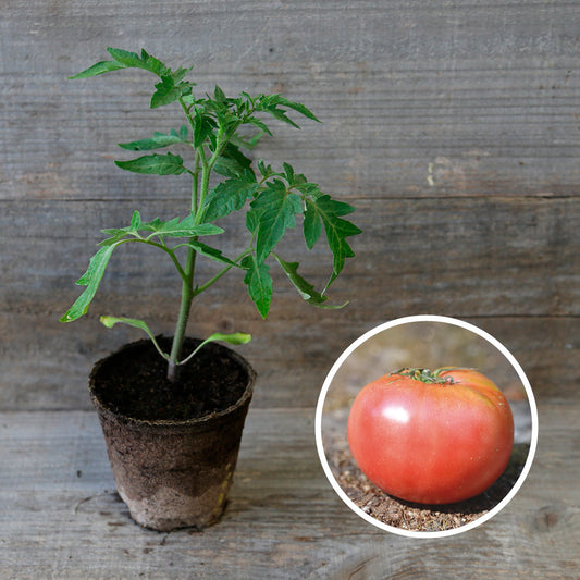 TOMATE ROSE DE BERNE PLANT AB