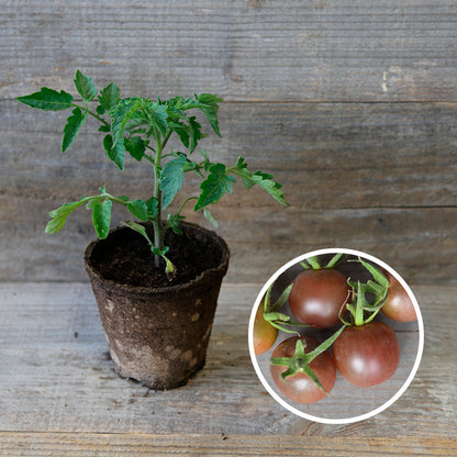 TOMATENSCHWARZKIRSCHPFLANZE AB