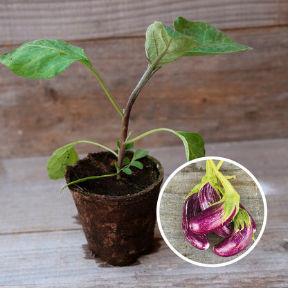 AUBERGINE TSAKONIKI AB - PLANT