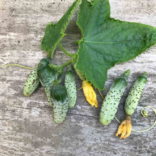 CORNICHON VERT PETIT DE PARIS AB