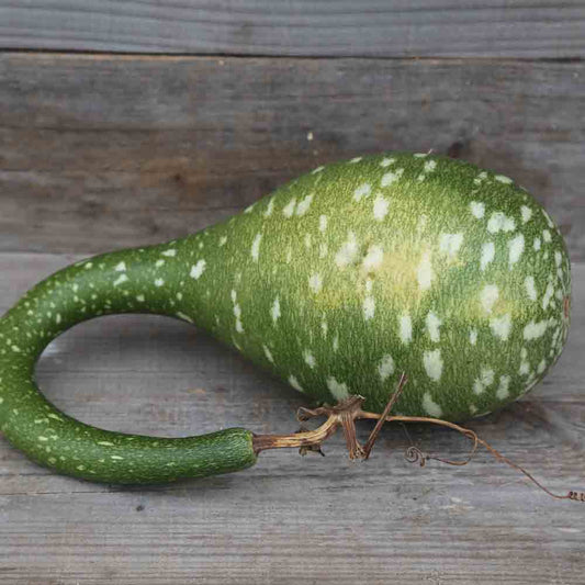 GOURD OR CALABASH AMPHORA AB