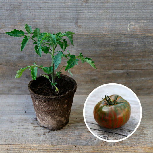 TOMATE CHOCOLATE STRIPES AB - PLANT