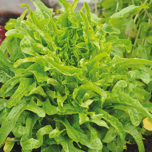 MOROCCAN WATERCRESS LETTUCE AB