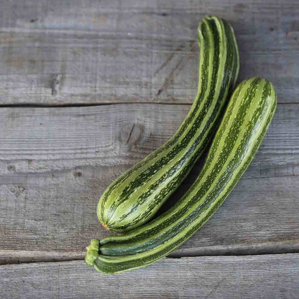 COURGETTE VERTE NON COUREUSE D´ITALIE AB