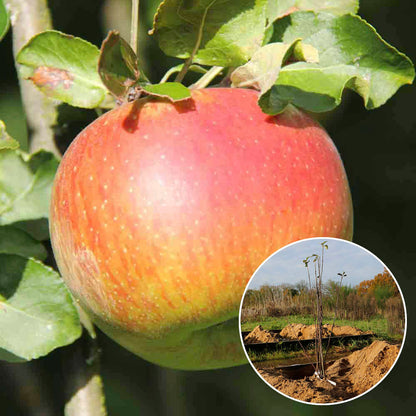 POMMIER REINE DES REINETTES AB