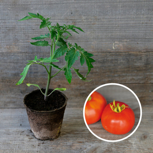 TOMATE MARMANDE  AB - PLANT