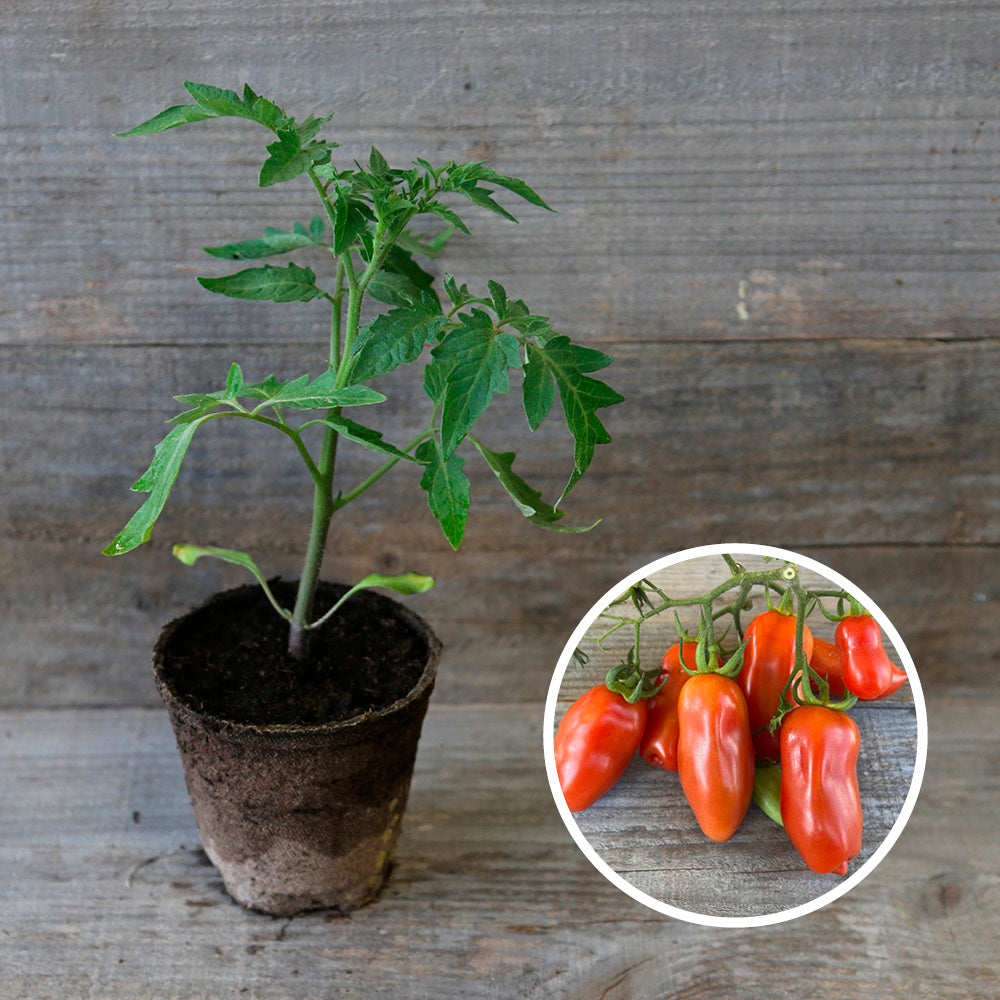 TOMATE SAN MARZANO