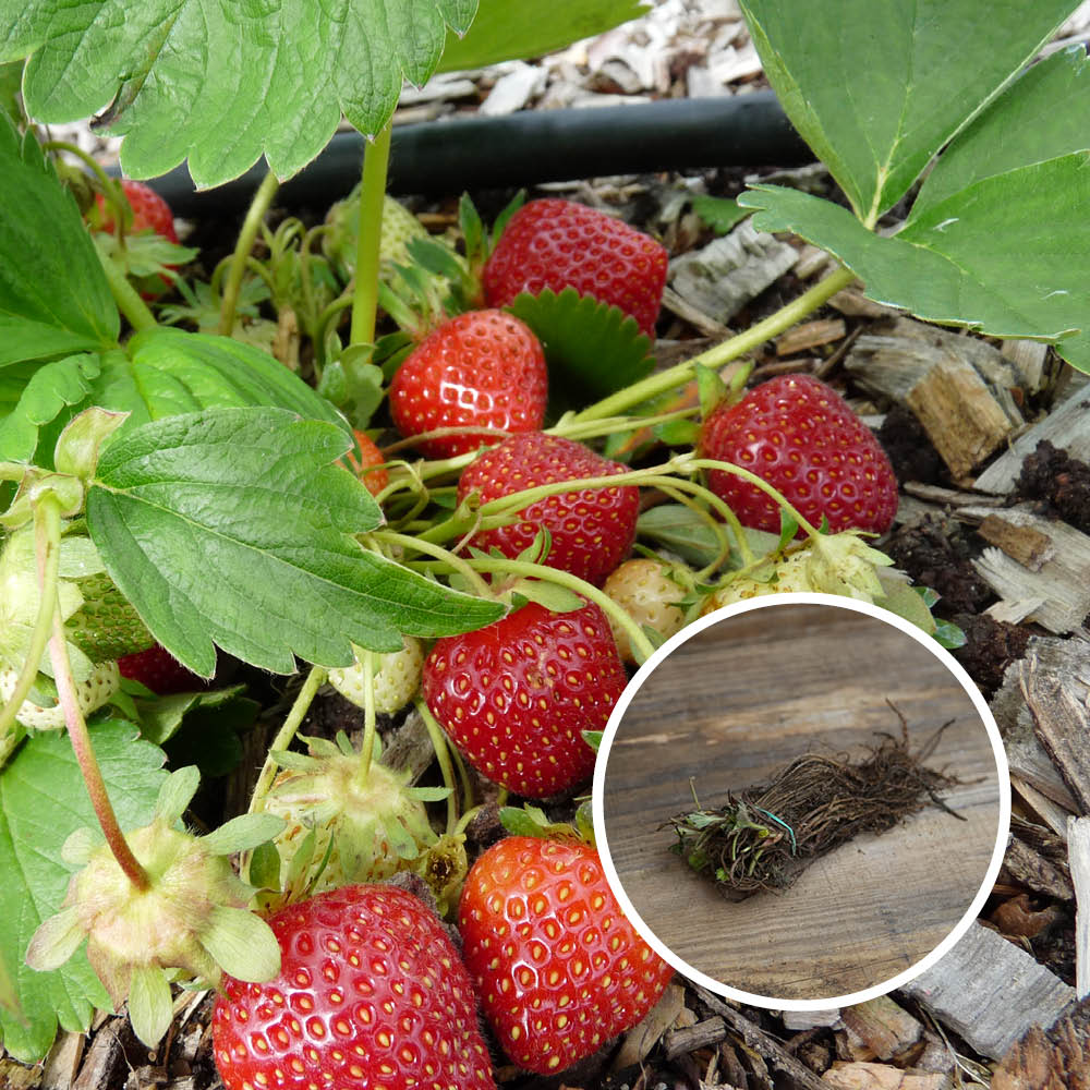 FRAISIER RUBIS DES JARDINS AB lot de 13 plants en racines nues