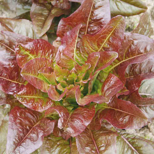 RED ROMAINE LETTUCE DEVIL'S EARS AB