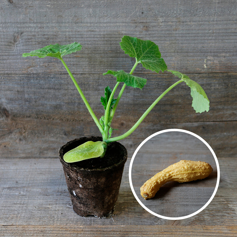 COURGETTE POP CORN  PLANT AB - PLANT