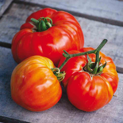 TOMATE SAINTE LUCIE PLANT AB