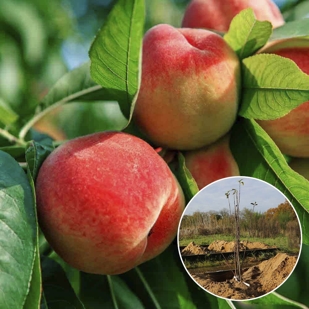 PECHER BELLE DES CROIX ROUGES AB