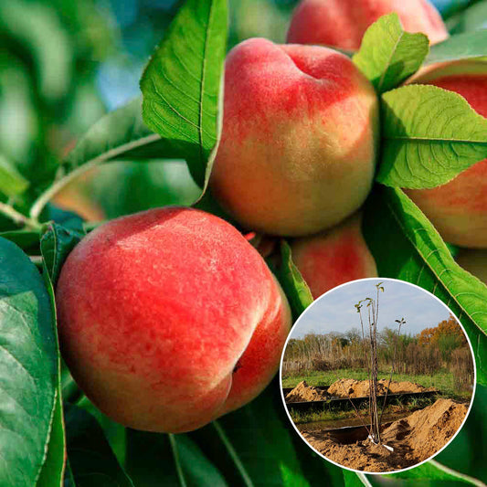 PECHER BELLE DES CROIX ROUGES AB