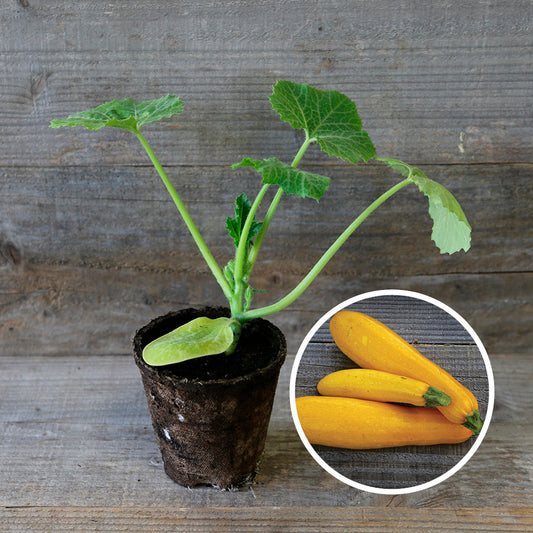 COURGETTE JAUNE  AB - PLANT