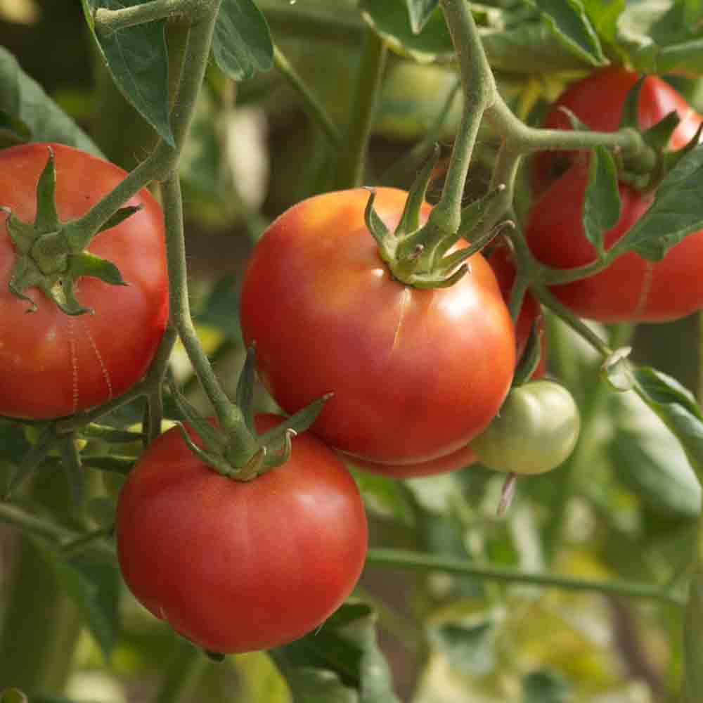 TOMATE ROSE DE BERNE PLANT AB