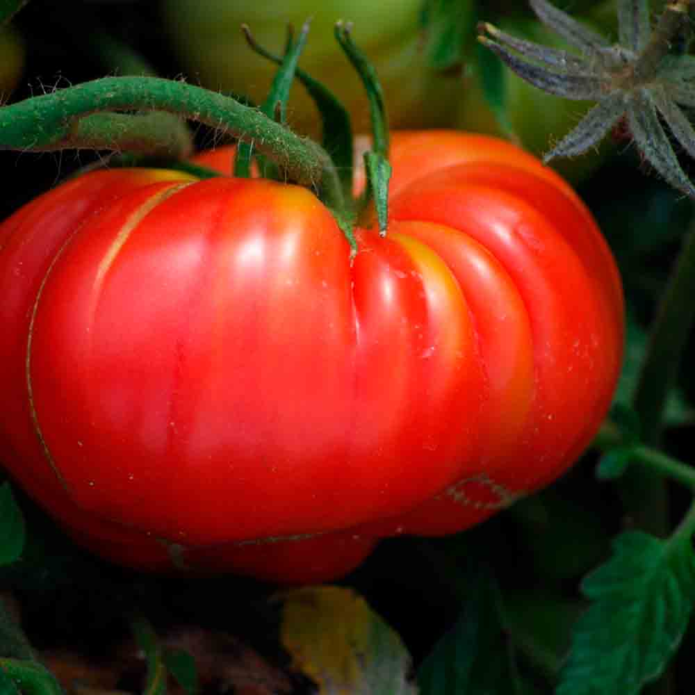 TOMATE POTIRON ECARLATE AB