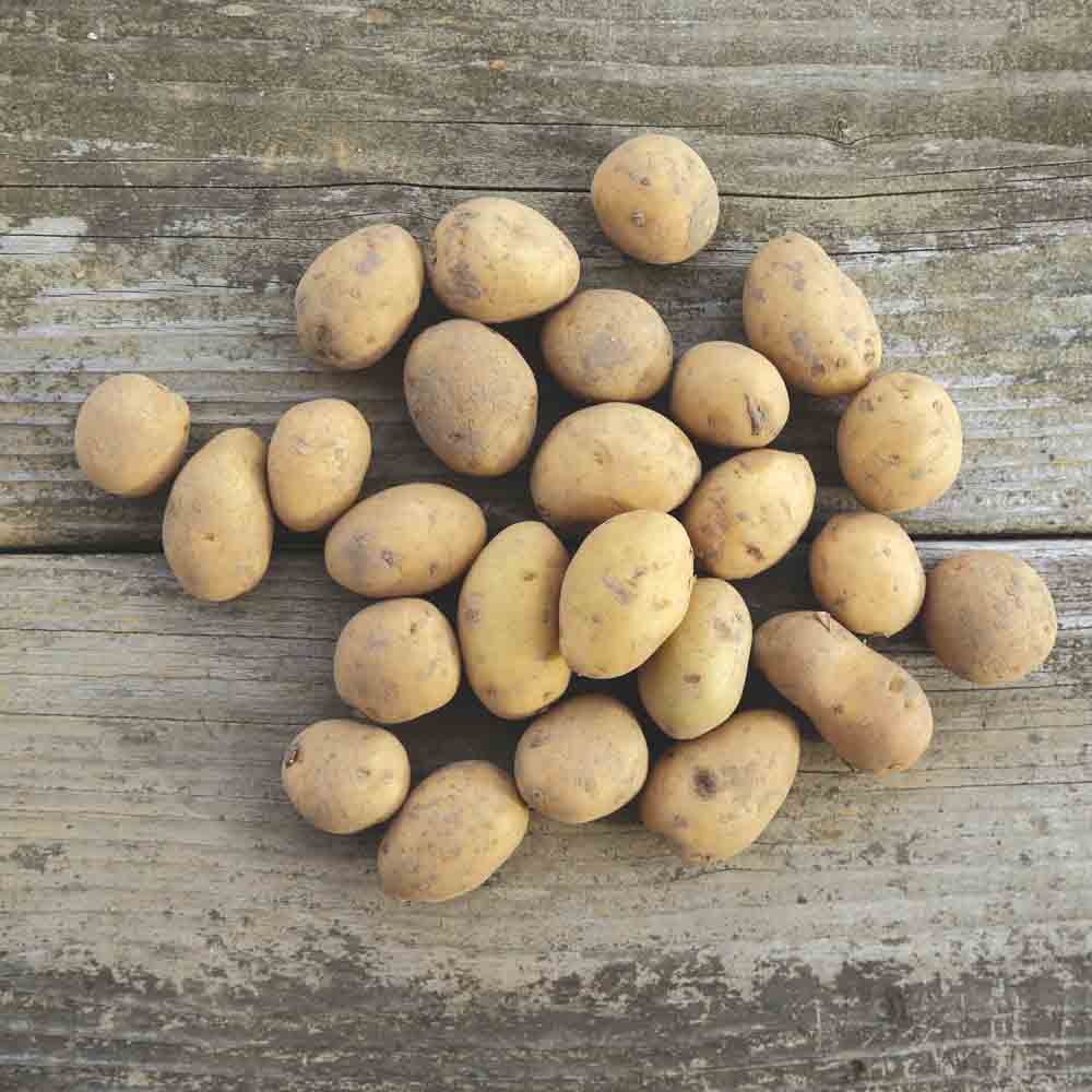 POMME DE TERRE DOLWEN DE BRETAGNE® (Variété Clairette) NT