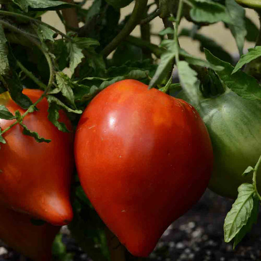 TOMATE PETIT COEUR DE BOEUF AB