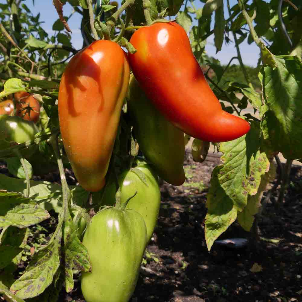 TOMATE ANDINE CORNUE AB