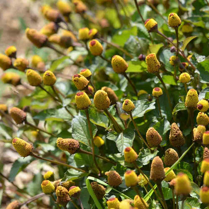 CRESSON DE PARA JAUNE BREDY MAFANA AB - PLANT