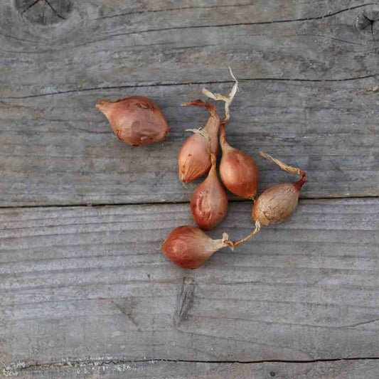 ROSCOFF ONION (Keravel variety) NT (bulbils)