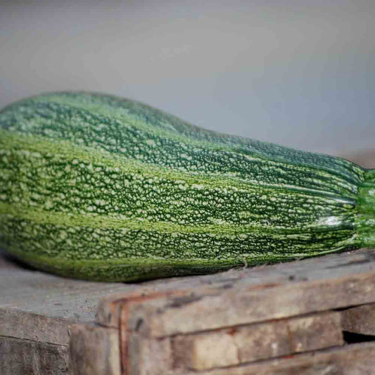 COURGETTE GRISETTE DE PROVENCE (GREYZINI) AB