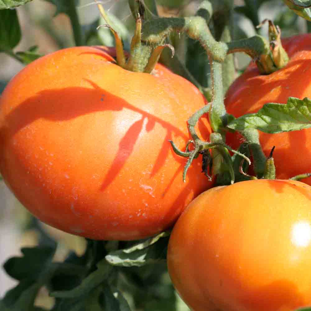 TOMATE LA CAROTINA AB