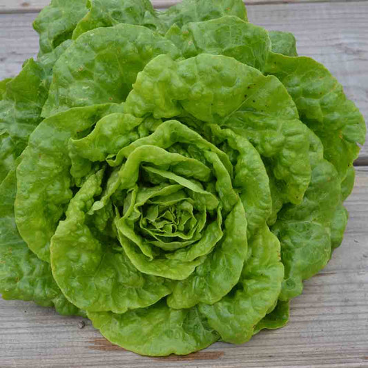 GRÜNER FETT ROMAINE-SALAT AB