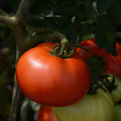 TOMATE REINE DE SAINTE MARTHE AB