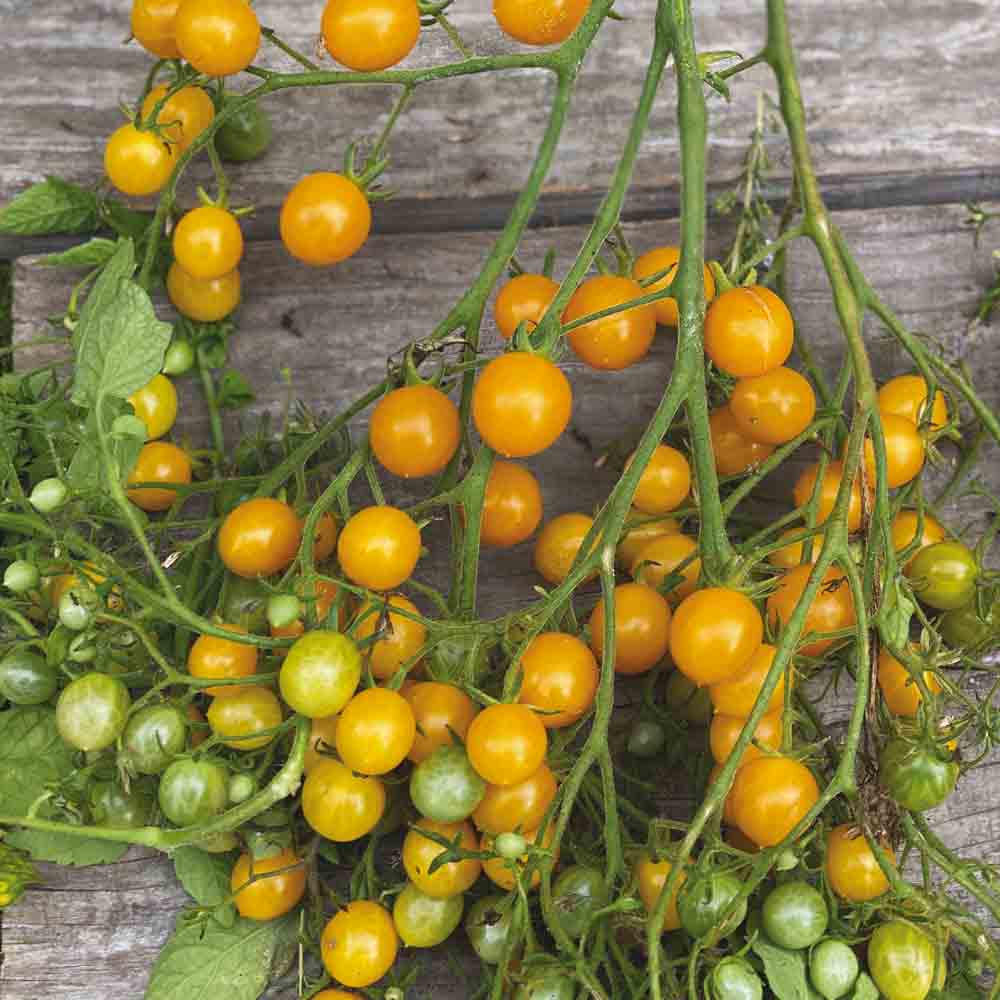 TOMATE COCKTAIL CLEMENTINE PLANT AB