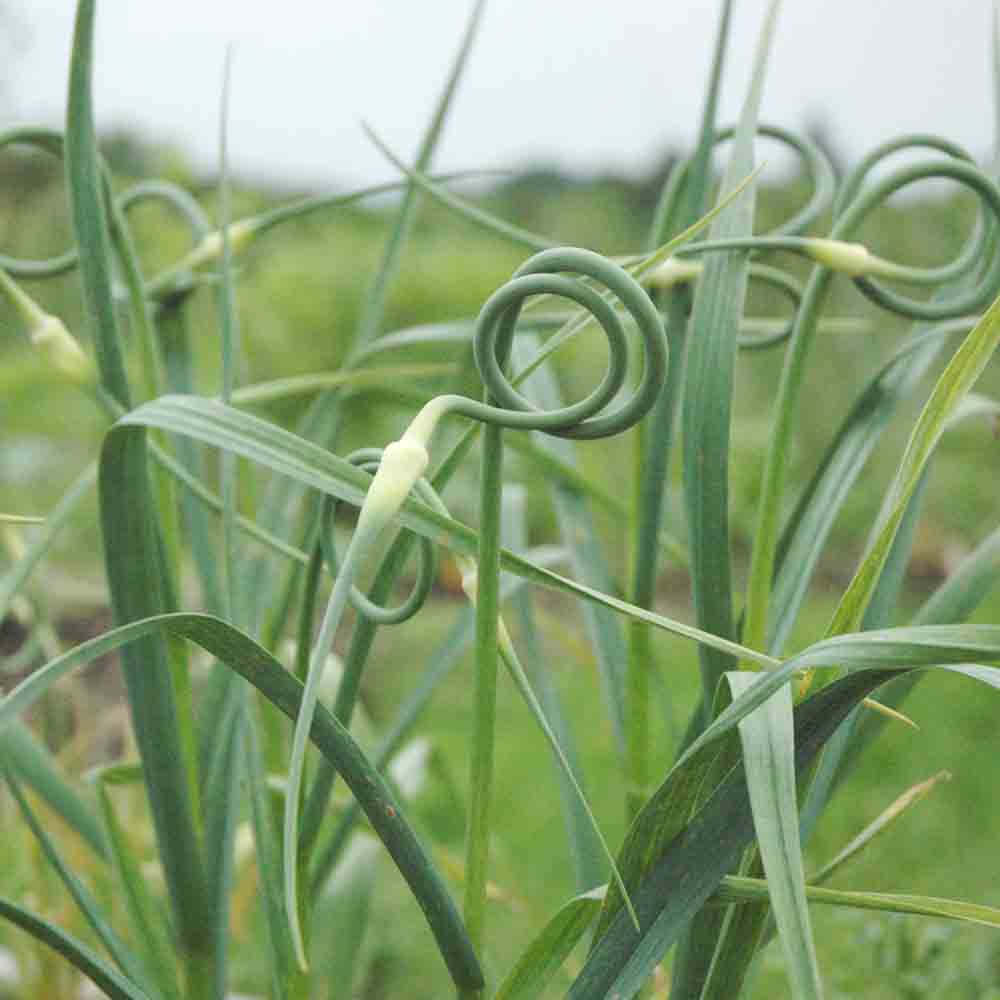 ROCAMBOLE KNOBLAUCH (3 Zwiebeln)