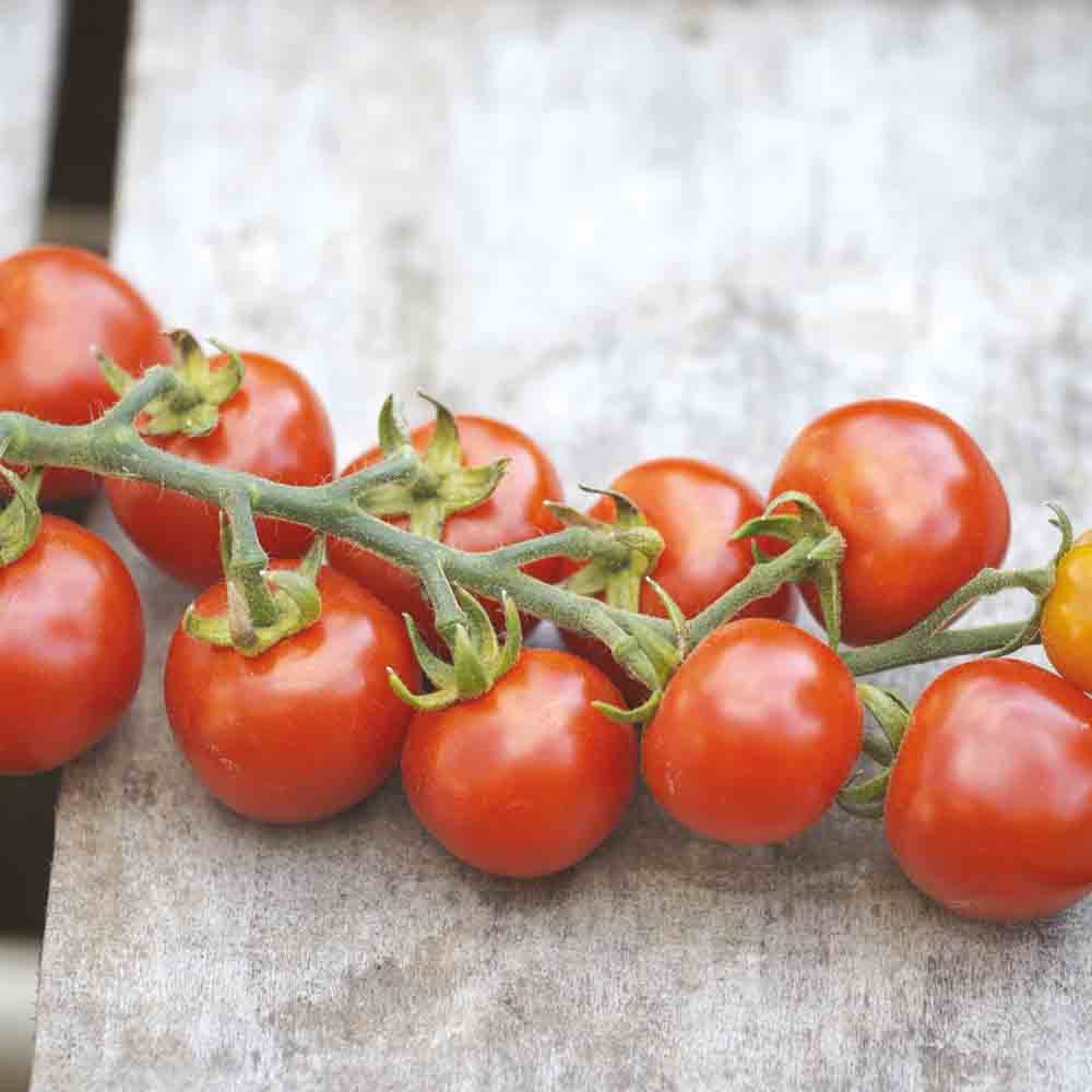 TOMATO GARDENER´S DELIGHT PLANT AB