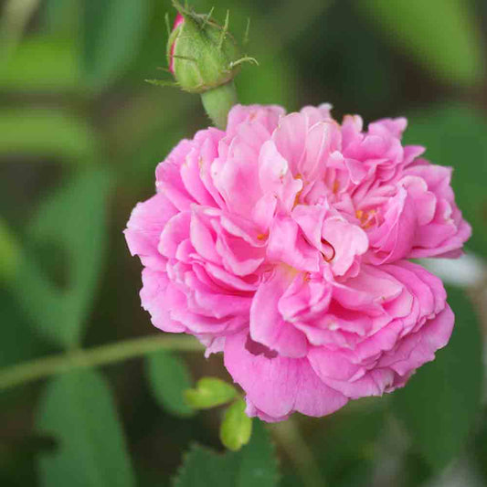 ROSIER ROSE DES PEINTRES - ANCIEN