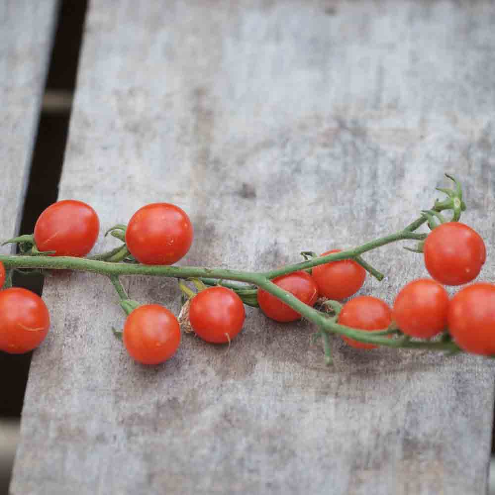 TOMATE CERISETTE LYLIA AB