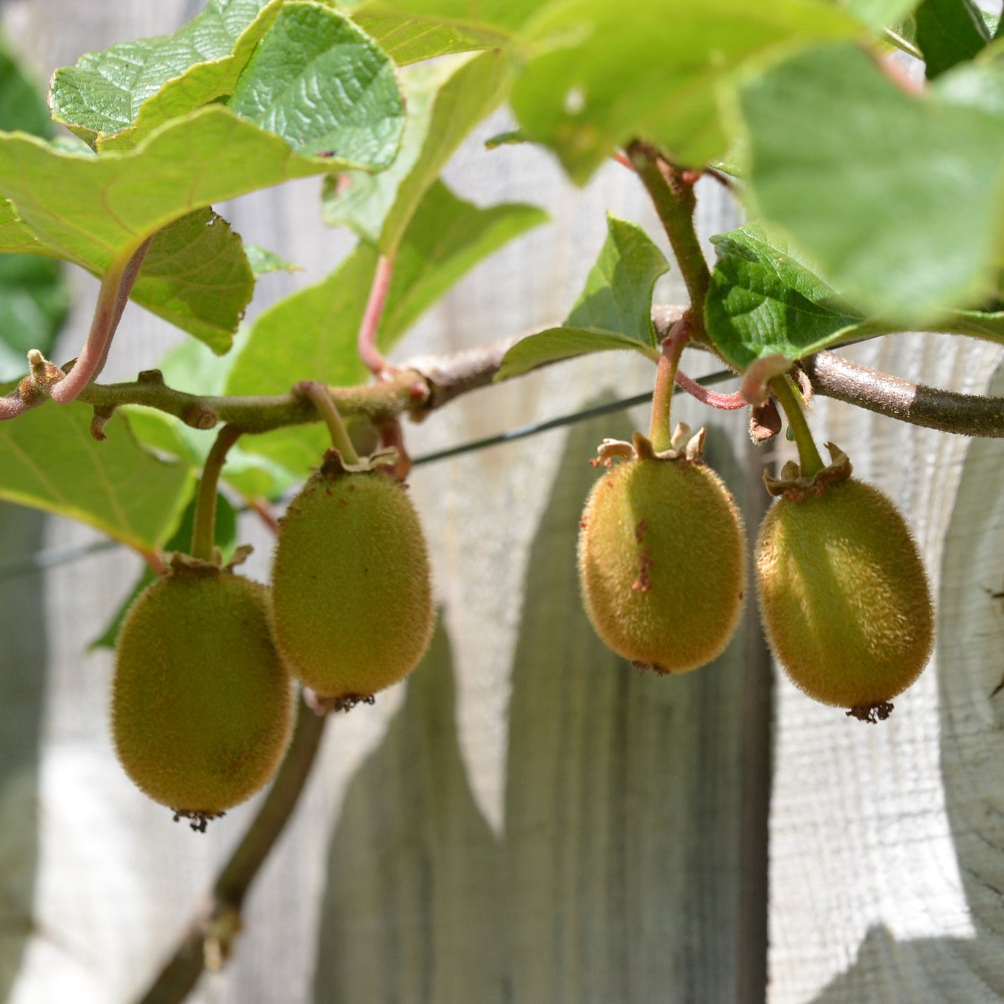 KIWI AB - PLANT