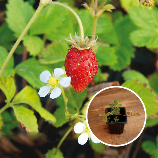 FRAISIER FRAISE DES BOIS (Reine des vallées) AB - PLANT