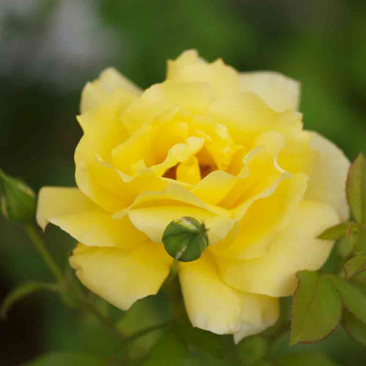 ROSIER GOLDEN MASTERPIECE - GRANDES FLEURS