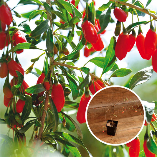 GOJI AB - PLANT