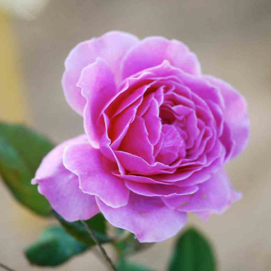 ROSIER SOURIRE DE PERIGUEUX® - GRANDES FLEURS