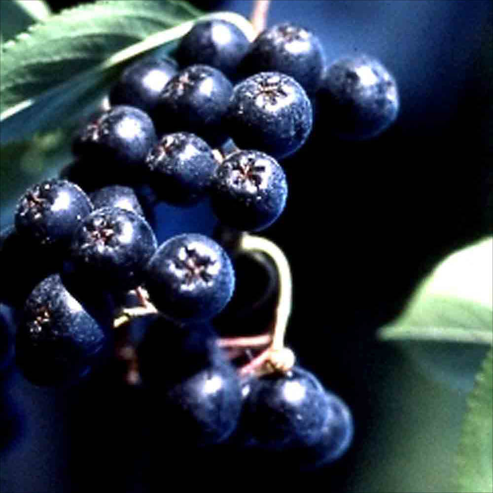 ARONIA AB - PLANT