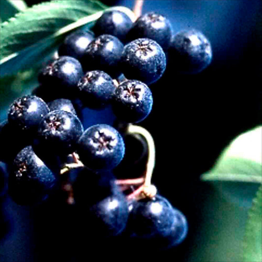 ARONIA AB - PLANT