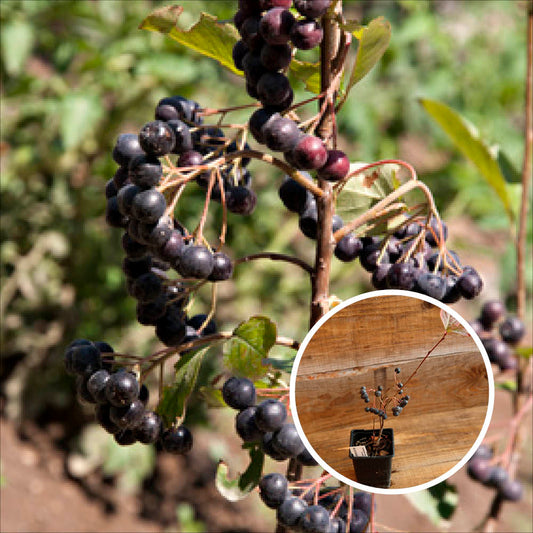 SORBIER NOIR AB - PLANT