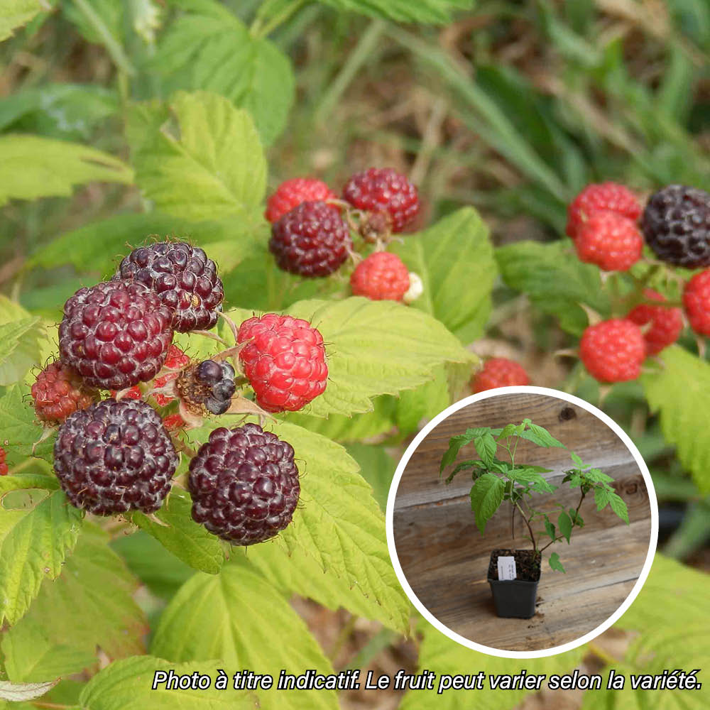 FRAMBOISE NOIRE AB - PLANT