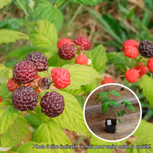 FRAMBOISE NOIRE AB - PLANT